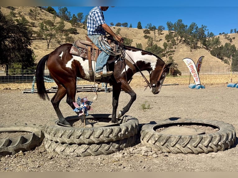American Paint Horse Stute 4 Jahre Overo-alle-Farben in Tres Pinos