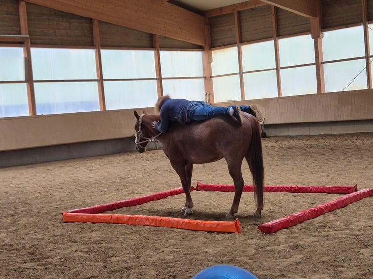 American Paint Horse Stute 4 Jahre Roan-Red in Zimmern unter der Burg