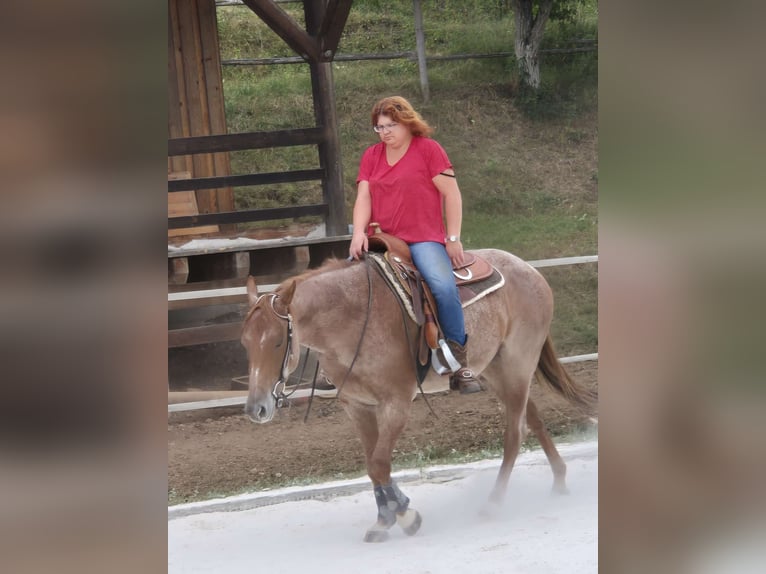 American Paint Horse Stute 4 Jahre Roan-Red in Zimmern unter der Burg