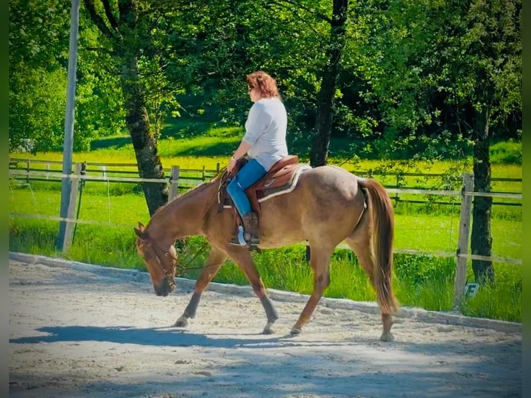 American Paint Horse Stute 4 Jahre Roan-Red in Zimmern unter der Burg
