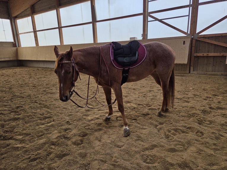 American Paint Horse Stute 4 Jahre Roan-Red in Zimmern unter der Burg