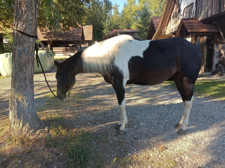 American Paint Horse Stute 4 Jahre Tobiano-alle-Farben in Pichling bei Stainz