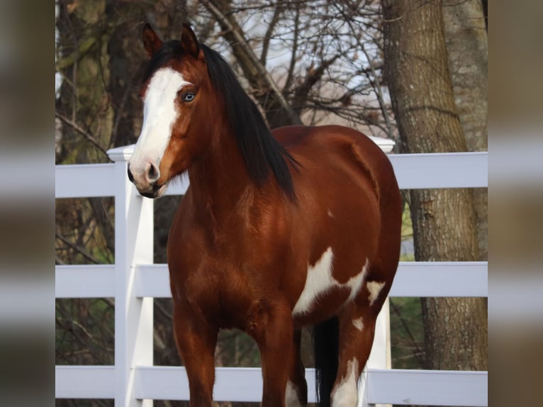 American Paint Horse Mix Stute 4 Jahre Tobiano-alle-Farben in Oberhausen