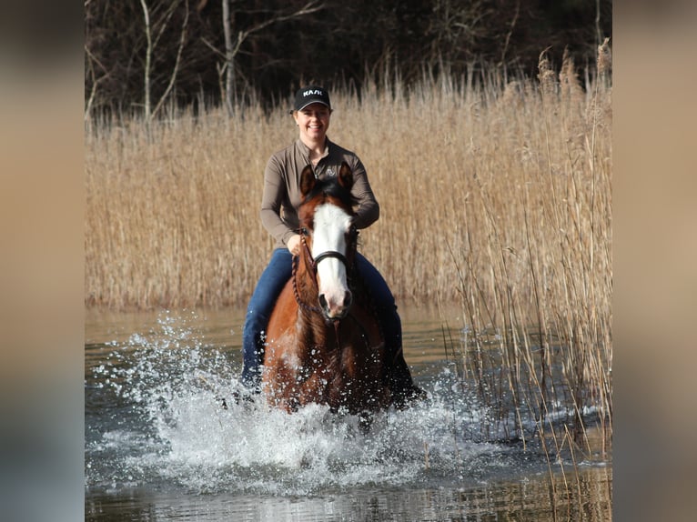 American Paint Horse Mix Stute 4 Jahre Tobiano-alle-Farben in Oberhausen