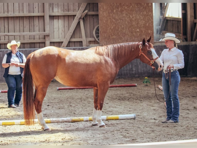 American Paint Horse Stute 5 Jahre 146 cm Fuchs in Haldenwang