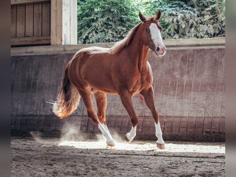 American Paint Horse Stute 5 Jahre 146 cm Fuchs in Haldenwang