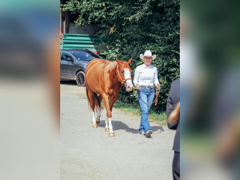 American Paint Horse Stute 5 Jahre 146 cm Fuchs in Haldenwang