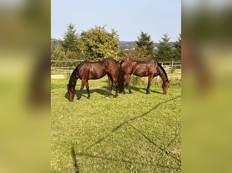 American Paint Horse Stute 5 Jahre 148 cm Brauner in Lottstetten