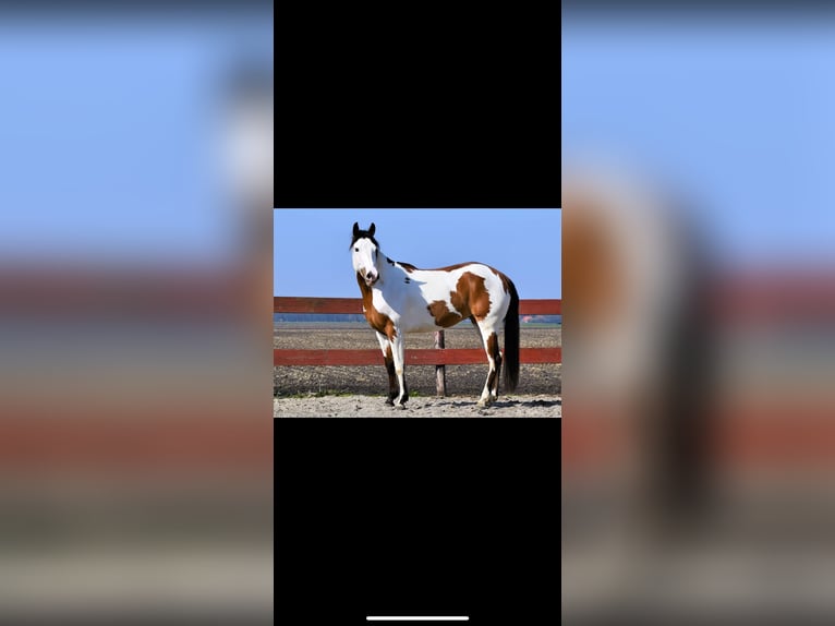 American Paint Horse Stute 5 Jahre 150 cm Tobiano-alle-Farben in Scheemda