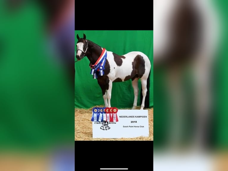 American Paint Horse Stute 5 Jahre 150 cm Tobiano-alle-Farben in Scheemda