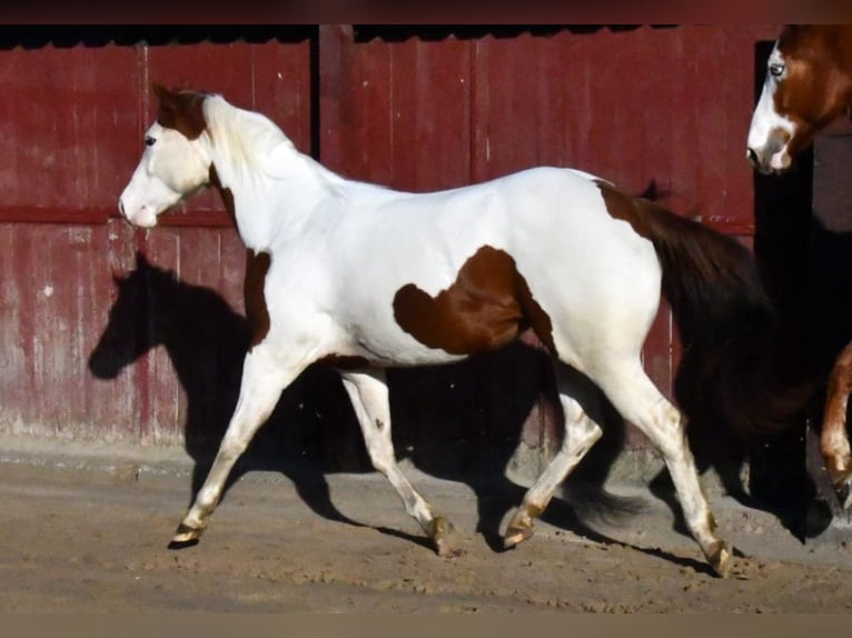 American Paint Horse Stute 5 Jahre 150 cm Tobiano-alle-Farben in Scheemda
