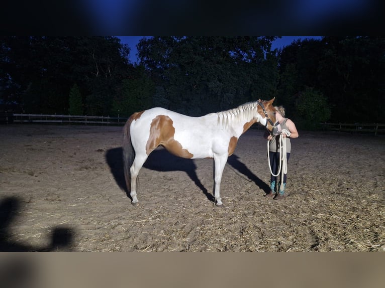 American Paint Horse Stute 5 Jahre 150 cm Tobiano-alle-Farben in Scheemda