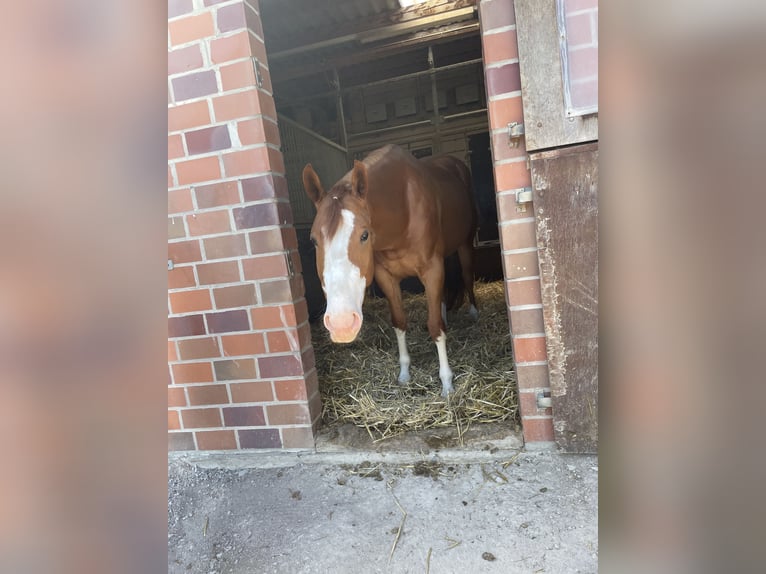 American Paint Horse Stute 5 Jahre 152 cm Fuchs in Lippetal