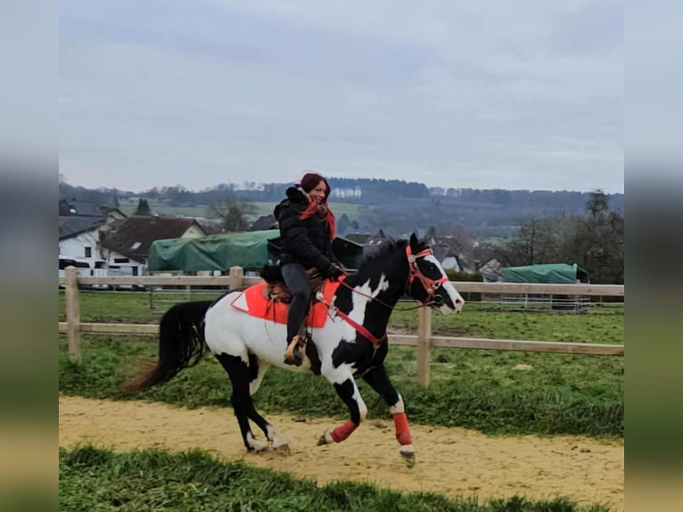 American Paint Horse Stute 5 Jahre 152 cm Overo-alle-Farben in Linkenbach