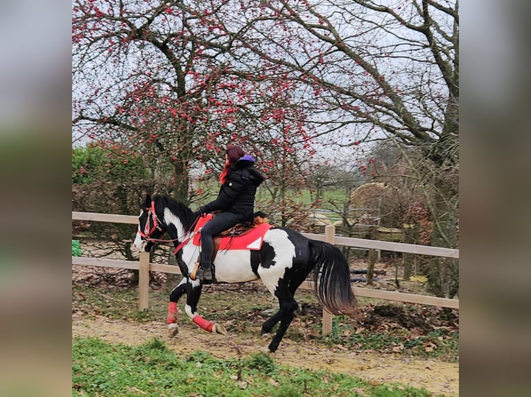 American Paint Horse Stute 5 Jahre 152 cm Overo-alle-Farben in Linkenbach