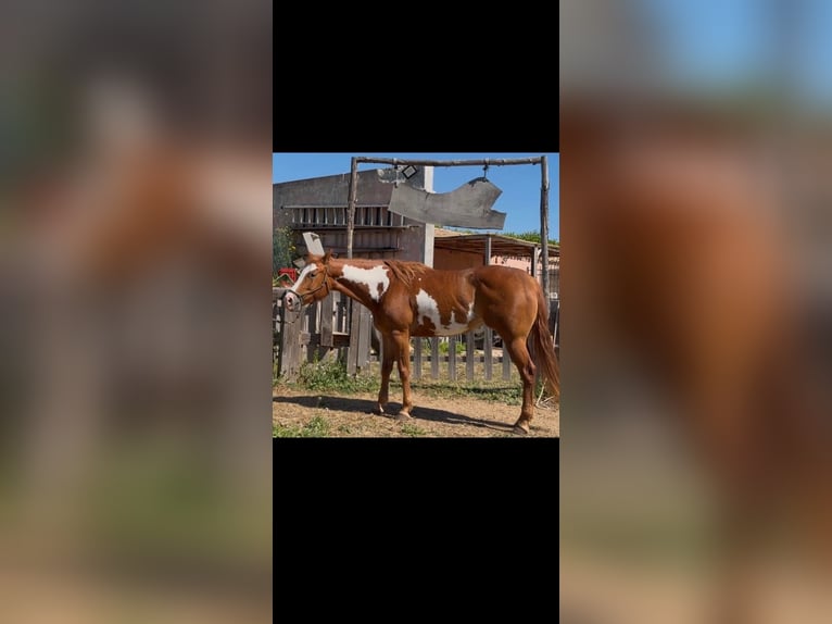 American Paint Horse Stute 5 Jahre 152 cm Overo-alle-Farben in Avola