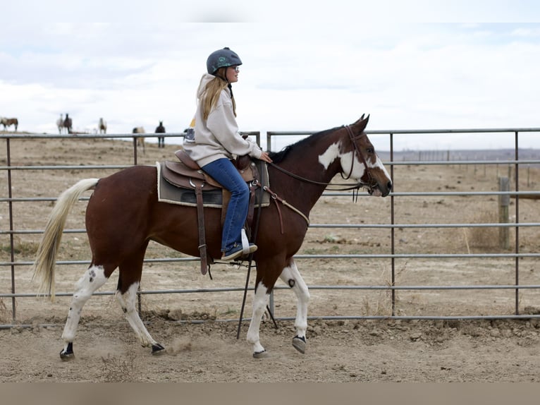 American Paint Horse Stute 5 Jahre 152 cm Tobiano-alle-Farben in Fort Collins