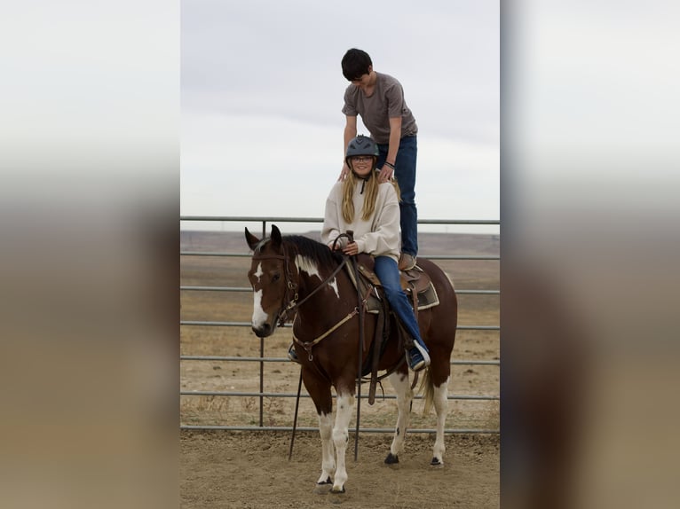 American Paint Horse Stute 5 Jahre 152 cm Tobiano-alle-Farben in Fort Collins