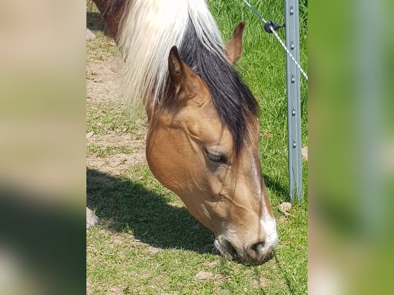 American Paint Horse Stute 5 Jahre 153 cm Tobiano-alle-Farben in Weinern
