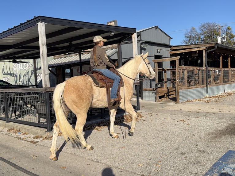 American Paint Horse Stute 5 Jahre 155 cm Palomino in Cleburne