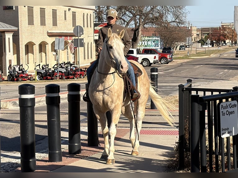 American Paint Horse Stute 5 Jahre 155 cm Palomino in Cleburne