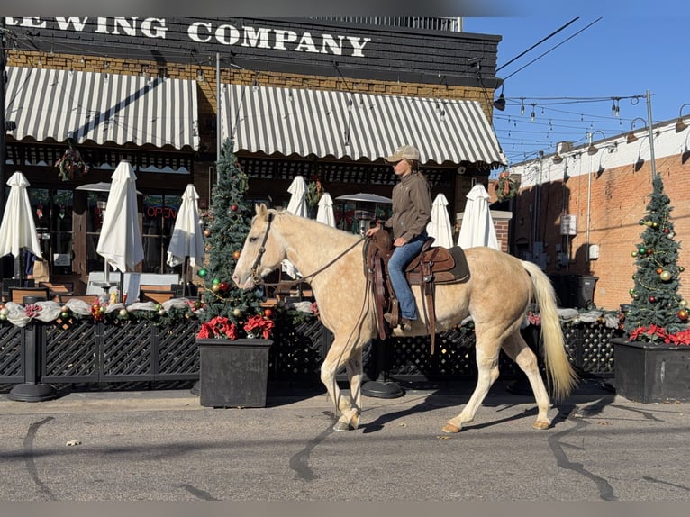 American Paint Horse Stute 5 Jahre 155 cm Palomino in Cleburne