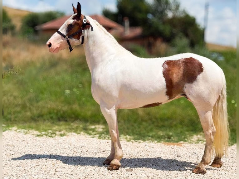 American Paint Horse Stute 5 Jahre 157 cm Schecke in Velden