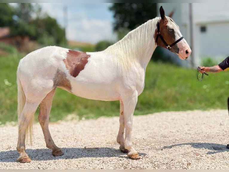 American Paint Horse Stute 5 Jahre 157 cm Schecke in Velden