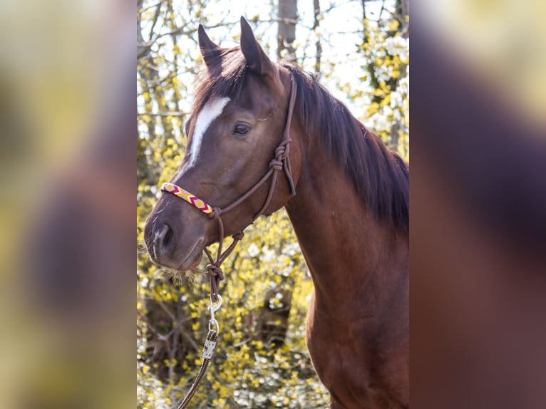 American Paint Horse Stute 5 Jahre 158 cm Dunkelfuchs in Götzendorf