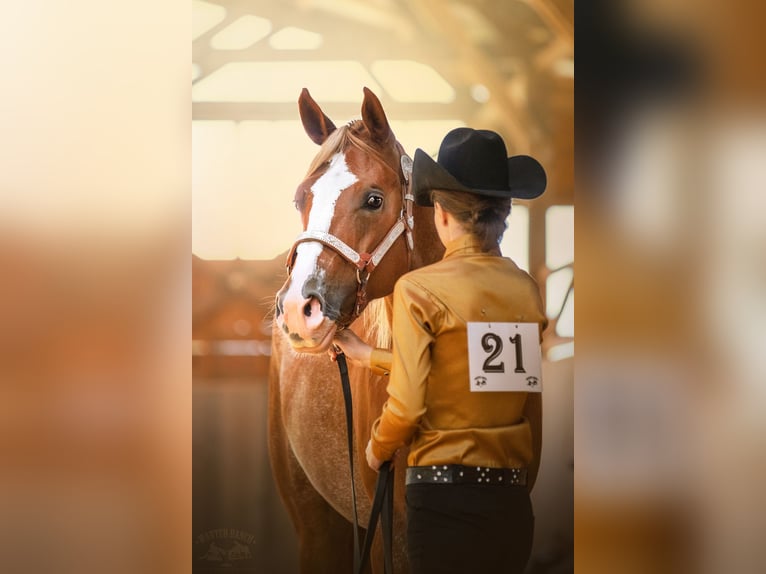 American Paint Horse Stute 5 Jahre 160 cm  in Beroun