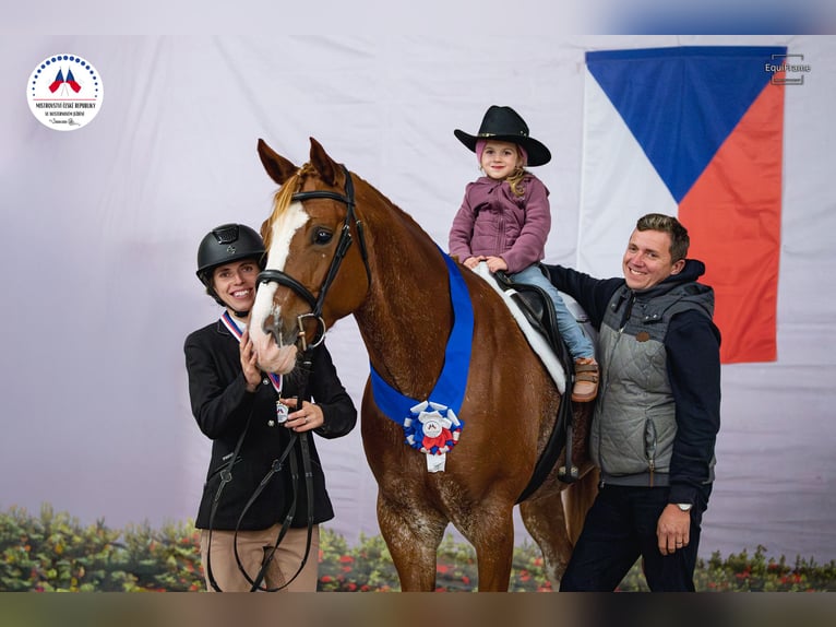American Paint Horse Stute 5 Jahre 160 cm  in Beroun