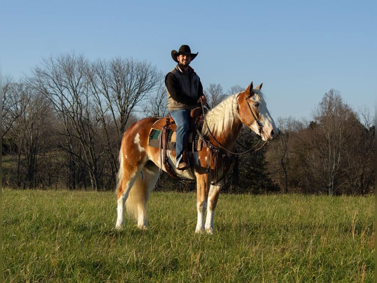 American Paint Horse Stute 5 Jahre 163 cm Dunkelfuchs in Greensburg KY