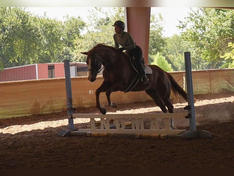 American Paint Horse Stute 5 Jahre Dunkelfuchs in Terrell