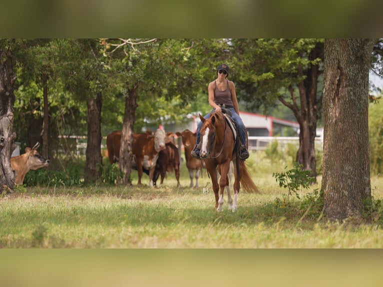 American Paint Horse Stute 5 Jahre Dunkelfuchs in Terrell