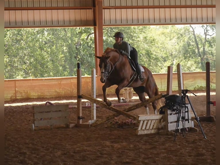 American Paint Horse Stute 5 Jahre Dunkelfuchs in Terrell