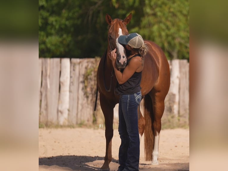 American Paint Horse Stute 5 Jahre Dunkelfuchs in Terrell