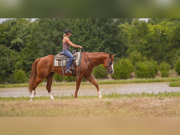 American Paint Horse Stute 5 Jahre Dunkelfuchs in Terrell