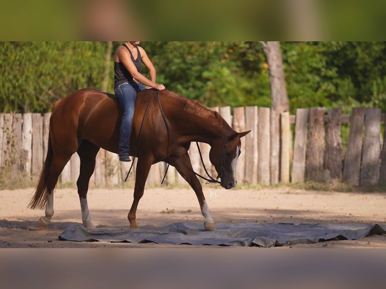 American Paint Horse Stute 5 Jahre Dunkelfuchs in Terrell