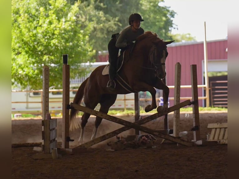 American Paint Horse Stute 5 Jahre Dunkelfuchs in Terrell