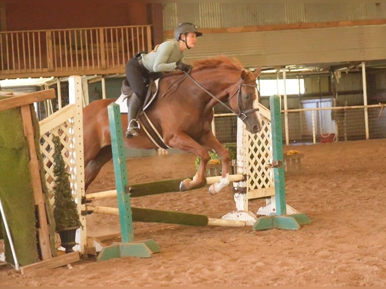 American Paint Horse Stute 5 Jahre Dunkelfuchs in Terrell