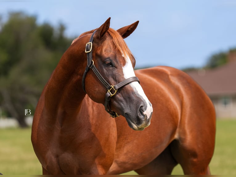 American Paint Horse Stute 5 Jahre Dunkelfuchs in Terrell