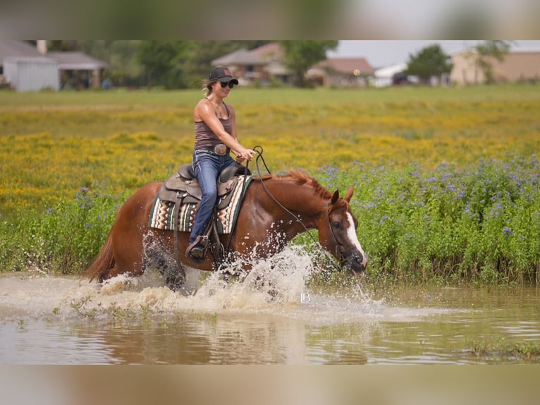 American Paint Horse Stute 5 Jahre Dunkelfuchs in Terrell