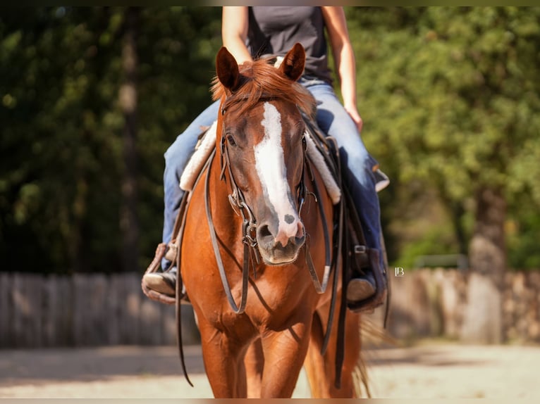 American Paint Horse Stute 5 Jahre Dunkelfuchs in Terrell