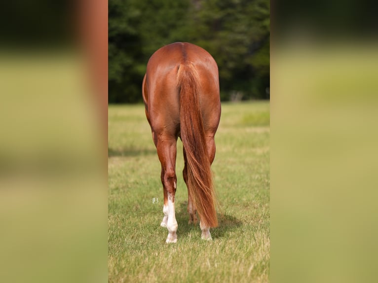 American Paint Horse Stute 5 Jahre Dunkelfuchs in Terrell