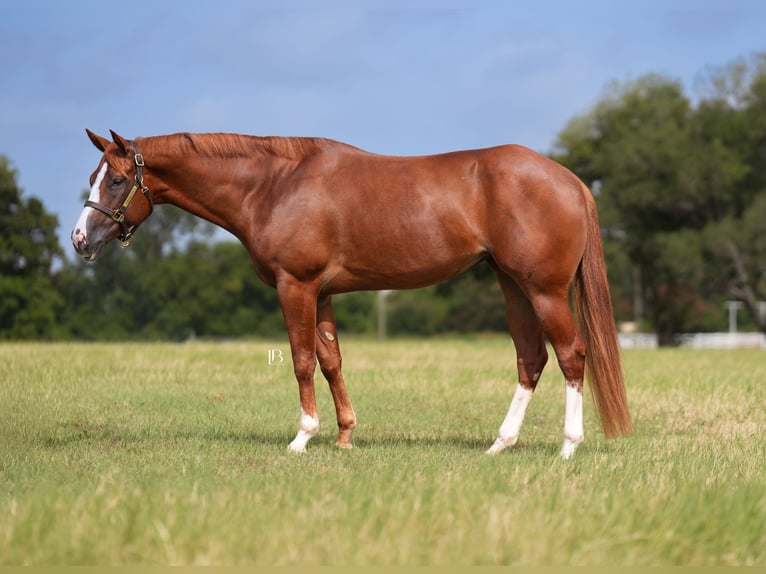 American Paint Horse Stute 5 Jahre Dunkelfuchs in Terrell