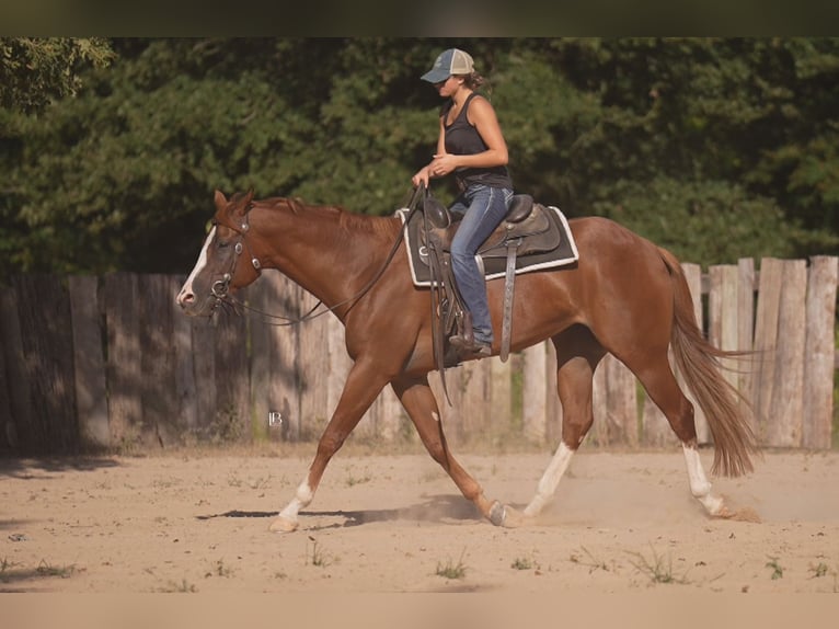 American Paint Horse Stute 5 Jahre Dunkelfuchs in Terrell