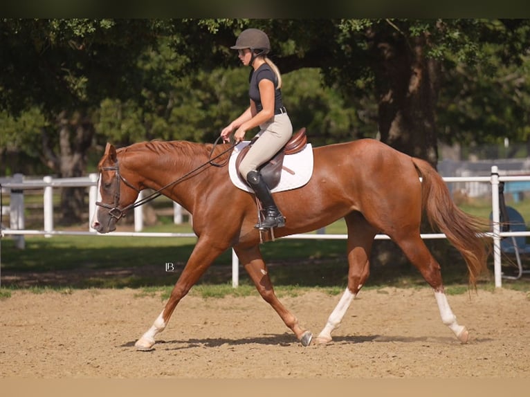 American Paint Horse Stute 5 Jahre Dunkelfuchs in Terrell