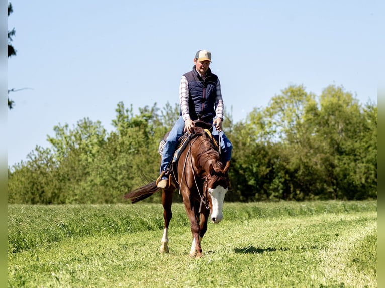 American Paint Horse Stute 5 Jahre Fuchs in EhingenEhingen