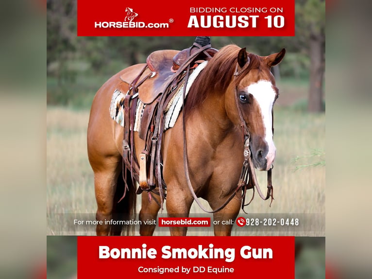 American Paint Horse Stute 5 Jahre Red Dun in Camp Verde