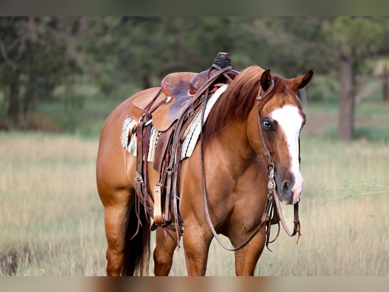 American Paint Horse Stute 5 Jahre Red Dun in Camp Verde